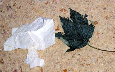 napkinleaf390.jpg